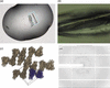 [Figure 1]